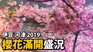 【日本旅遊】🌸2019河津櫻花盛開實況🌸置身粉色花海中怎麼拍都～粉～美❤️