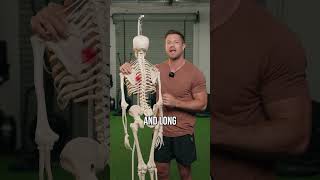 Instantly Fix That Muscle Knot In Your Upper Back