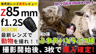 【写真沢山】NIKON Z85mmf1.2S 発売前実写レビュー【袖ヶ浦ふれあいどうぶつ縁】