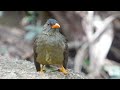 seychelles bulbul seychelles 2016