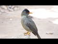 seychelles bulbul seychelles 2016