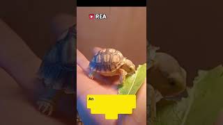 is it true that turtles have ears? #shortsvideo #animals #trendingshorts #turtle #shorts