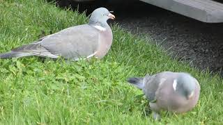 Wood Pigeon - Columba palumbus - Hringdúfur - Fuglar - Fuglalíf