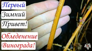 Первый зимний Привет! Обледенение / Гололёд / Винограда!