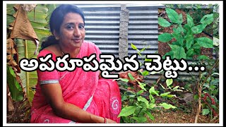 Bilva Patra plant | Maredu Chettu | Ekabilvam | మారేడు చెట్టు