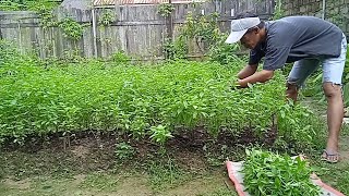 keseharian bakul sayur berjualan dan berkebun