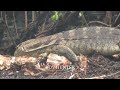 berburu biawak spot banjir pohon duri