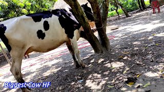 Biggest Holistin Frisian Dairy cattle | Frisian Dairy Cattle | Frisian cow farm