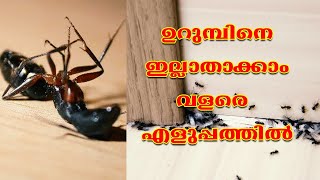 How to get rid of Ants fast l ഉറുമ്പിനെ ഇല്ലാതാക്കാം വളരെ വേഗത്തിൽ