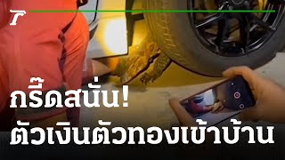 กรี๊ดสนั่นตัวเงินตัวทองหลุดจากรถเข้าบ้าน | 24-01-66 | ตะลอนข่าว