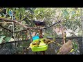 merinding 😱.. ternyata segini ukuran aviary ini dehakimaviary