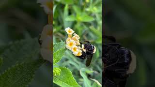 Bumblebees Foraging for Pollen and Nectar