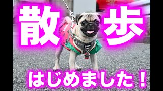 ついにお散歩デビューしたパグの子犬【パグつくし/pug】