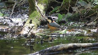 河口湖フィールドセンターのヤマガラの水浴び　その５０（4K60P動画）