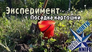 Эксперимент посадка картошки