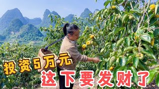 花50000万承包30亩果园，如今到了采摘的季节，长成这样自己都不敢相信