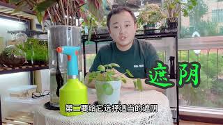 露养及半露养的多肉植物该如何安全度夏