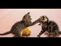 Lovely cats Jerry and Tony fighting eat food funny Video