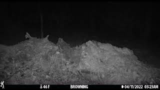 Pine marten at Ballynahone bog