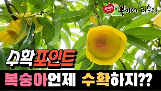 복숭아 도대체 언제 따는거죠? 복숭아 수확 요령 복숭아수확시기  #복숭아