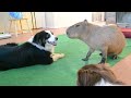 dog and capybara