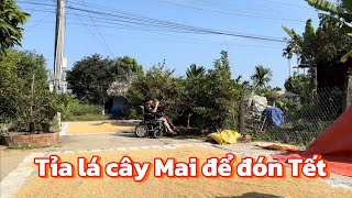 Hôm Nay Nhà Em Lặt Lá Cây Mai Để Đón TẾT|Trần Thanh 93 Vlogs