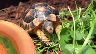 緣翹陸龜 vs白花苜蓿 Marginated Tortoise vs White Clover