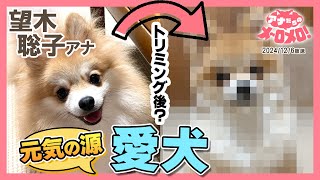 【望木アナ】愛犬「望木メロン」を紹介🐶トリミング後の姿は!?【アナメロ】