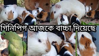 আমার গিনিপিগ এর বাচ্চার মাত্র আজকে একদিন😁