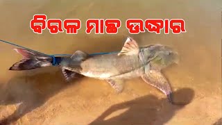 ନରସିଂହପୁର-ବଡମ୍ବା ନିକଟ ମହାନଦୀରୁ ବିରଳ ୪ଫୁଟିଆ ମାଛ ଉଦ୍ଧାର,ଦେଖିବାକୁ ଲୋକଙ୍କ ଭିଡ_newsModia_08/12/20