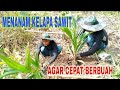 How to Plant Good and Correct Palm Oil so that it Fruits Fast