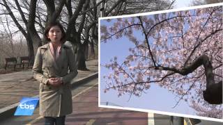 [tbsTV] 도심에서 즐기는 서울 봄꽃길 156선