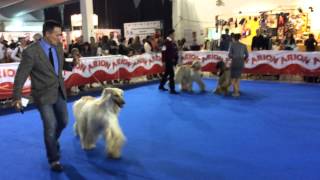 Desfile de galgos afganos en la Exposición Canina Internacional Valls 2014