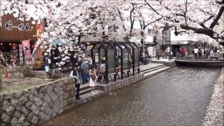 京都桜紀行　四条河原町の桜　2017.4.9