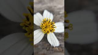 鬼針草 白花婆婆針 Pilose Beggarticks, Spanish Needles, Flor Bloem Bunga Floare квітка квіточка kwiat Hoa