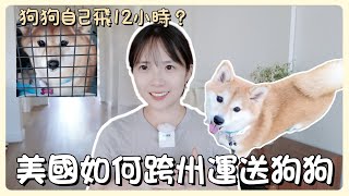 🐶毛小孩自己飛12小時 ✈️｜ 美國如何托運狗狗 ｜ 接狗狗回家vlog ｜alaska air cargo 寄送寵物服務 ｜