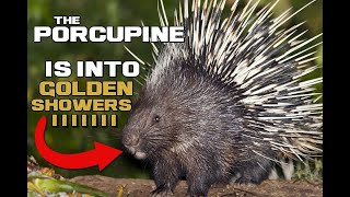 Porcupine Facts - The Clumsy Ball of Spikes - Animal a Day