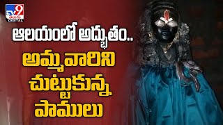 Adilabad : ఆలయంలో అద్భుతం.. అమ్మవారిని చుట్టుకున్న పాములు ..! - TV9