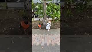 飼い主の帰りを待つ犬 #shorts #犬 #ミニピン #dog