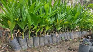 ನಾಟಿ ಅಡಿಕೆ ಗಿಡ್ಡ ಮರಾಟ ಕೆ ಇದ್ದೆpure nati adike gidda arecanut plants adike sasi for sale(8660258151)