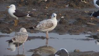 Presumed Caspian Gull x Herring Gull Hybrid