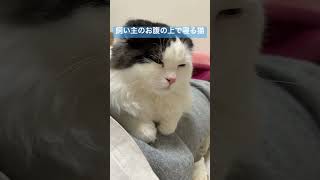 自分から上に乗ってきてそのまま寝る猫