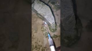 Catching Mudskippers with a DIY Syringe Injector 😱 ||