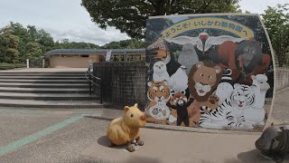 散歩　いしかわ動物園 #石川の風景　2020年6月1日