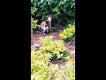 cat via fox walking in the plantssit new short viral plants 1m