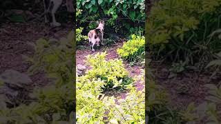 Cat via fox walking in the plantssit #new #short #viral #plants 1M