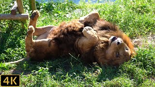 【ライオン】ゴロンとしたくなる陽気のライオン園　多摩動物公園【Lion】Tama Zoological Park