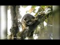 footage of new mammal species