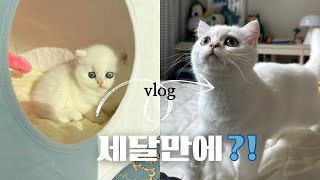 [SUB] A dynamic day of a 3 month old kitten🐱‍🏍