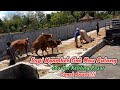 Sapi Ngambek Los Dol Keliling Pasar Bikin Gusar